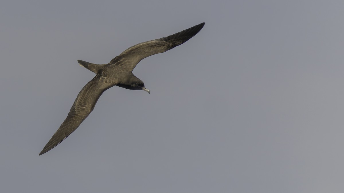 Wedge-tailed Shearwater - ML647490728