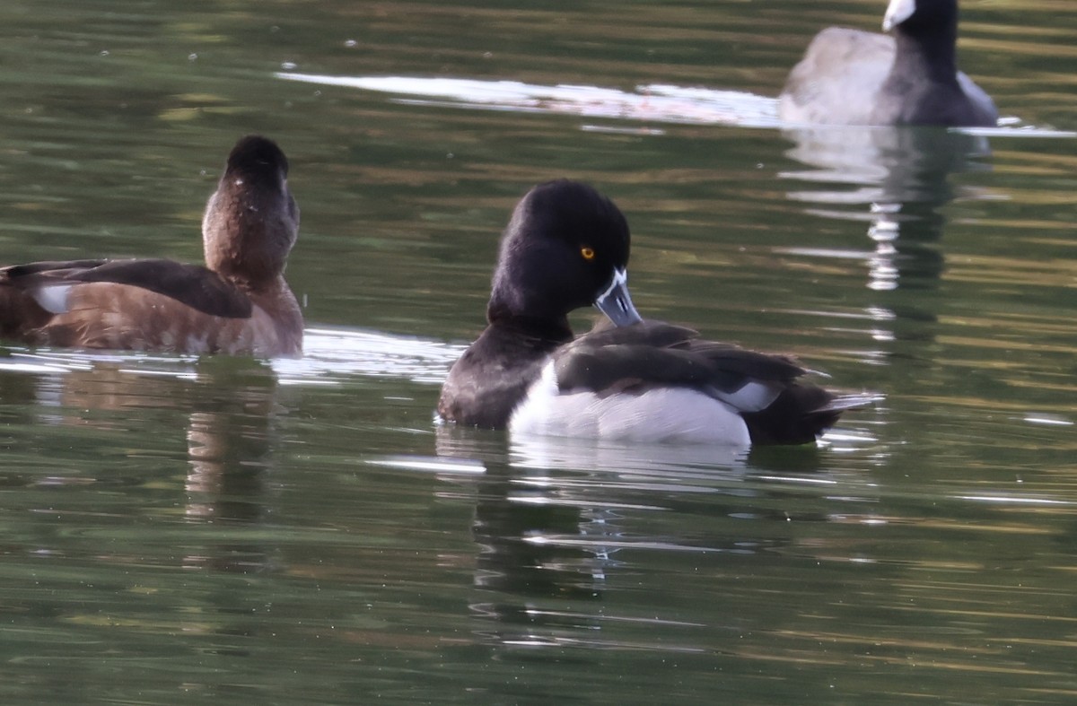 Lesser Scaup - ML647490737