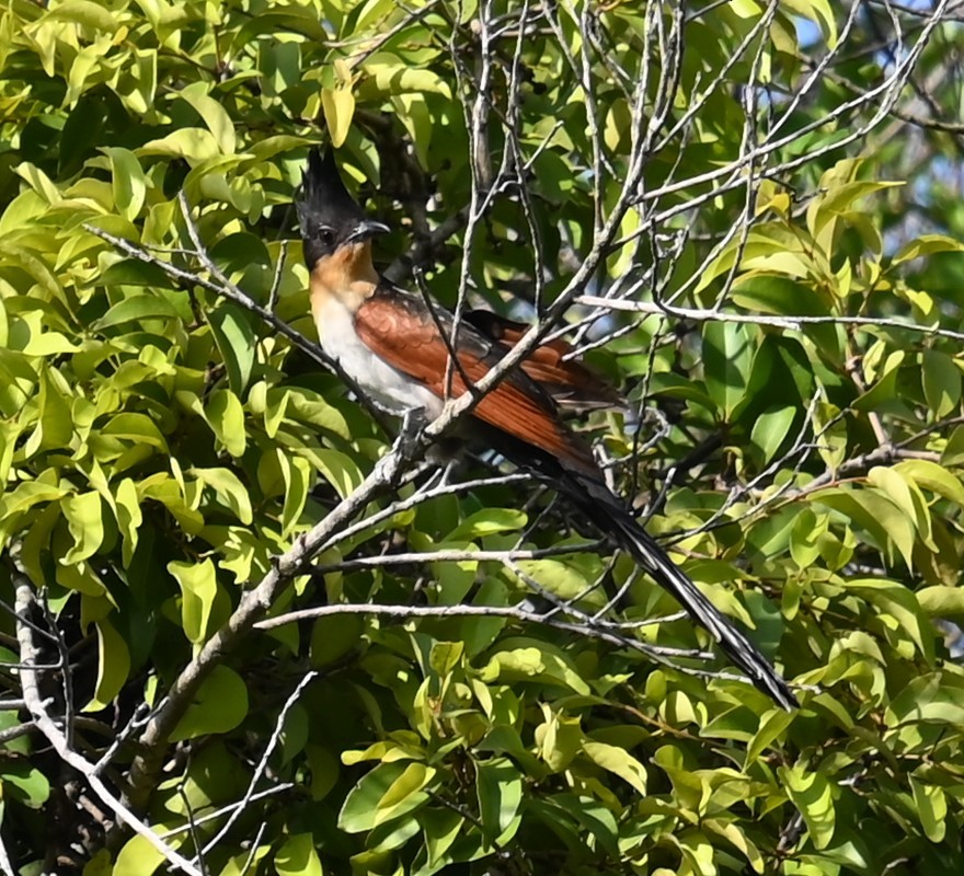 Chestnut-winged Cuckoo - ML647490738