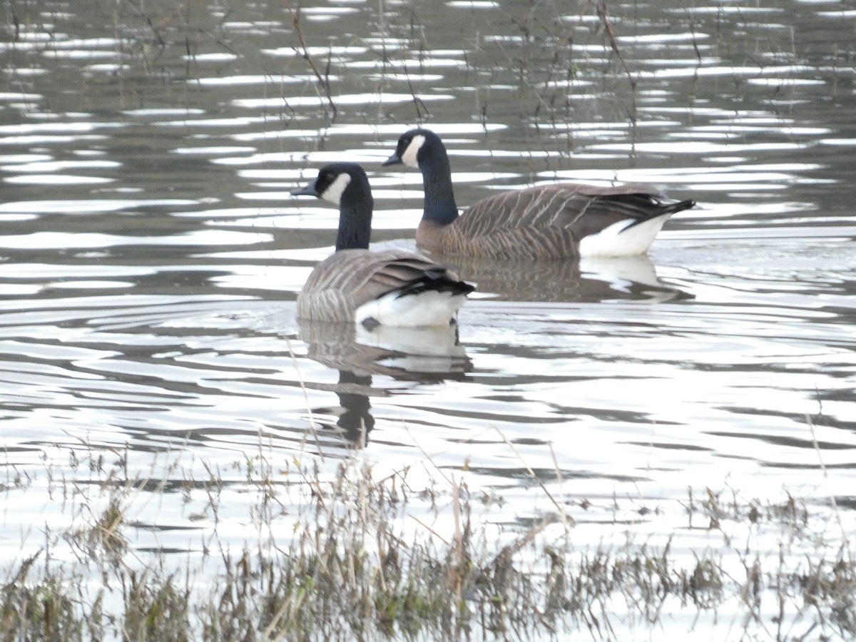 Cackling Goose - ML647490739