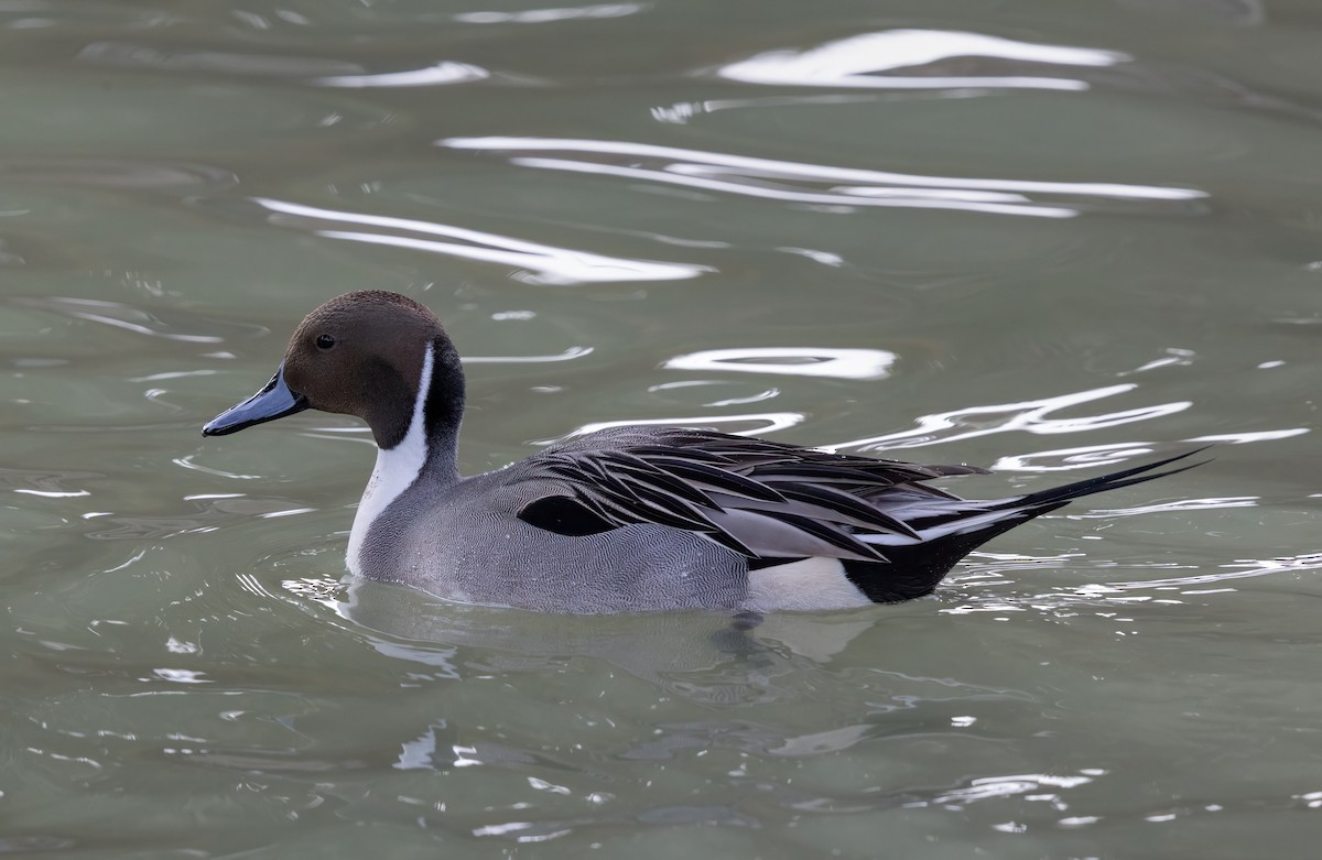 Northern Pintail - ML647490742