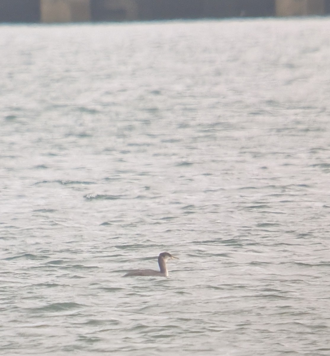 Somormujo Cuellirrojo - ML647490747