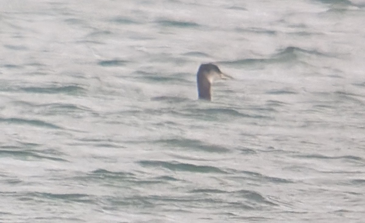 Somormujo Cuellirrojo - ML647490748