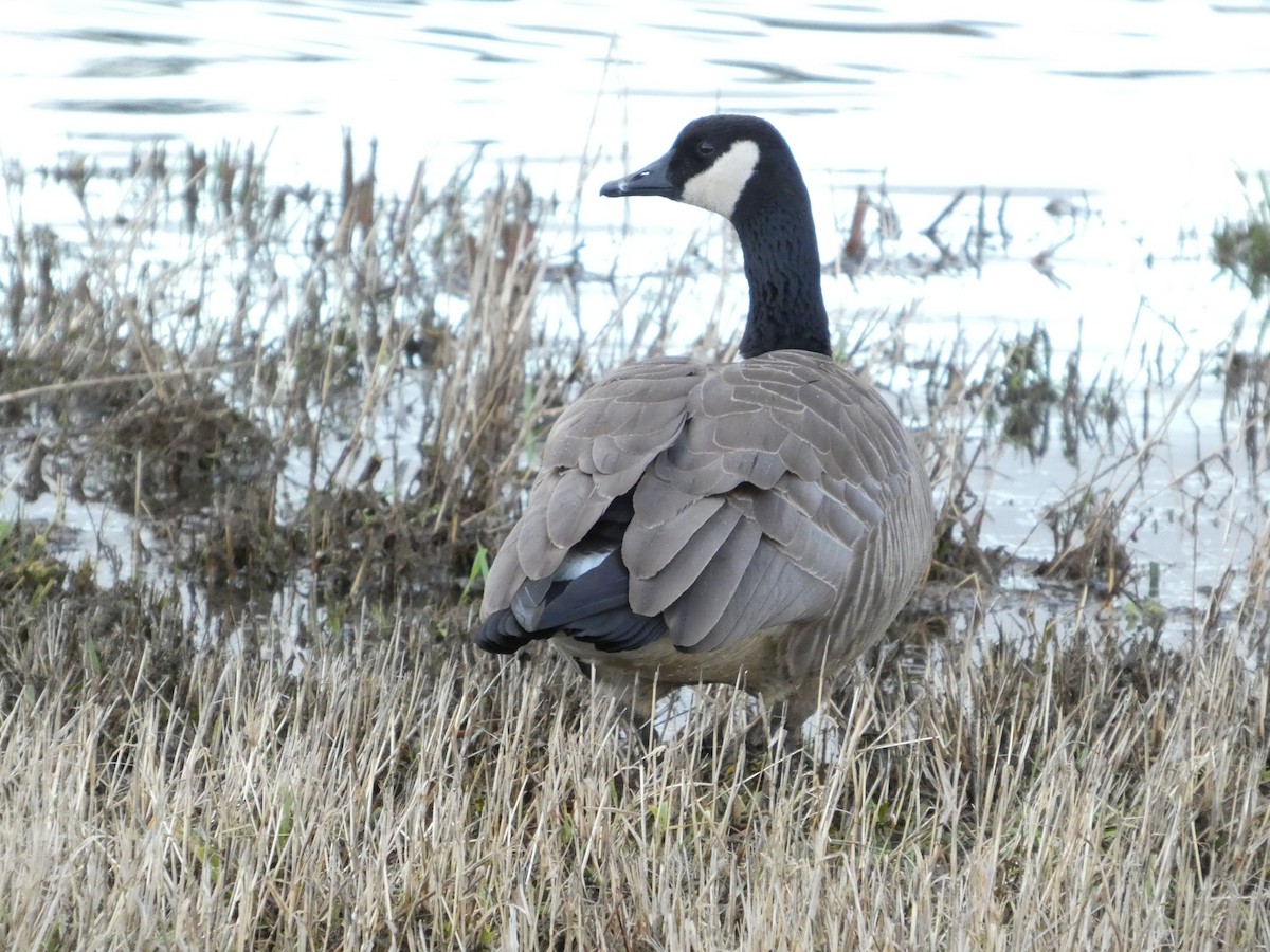 Cackling Goose - ML647490749
