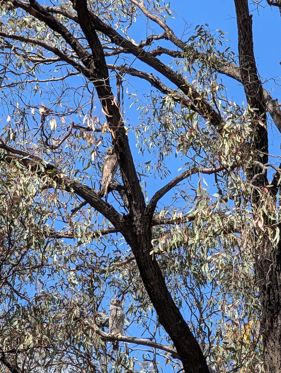 Barking Owl - ML647490751