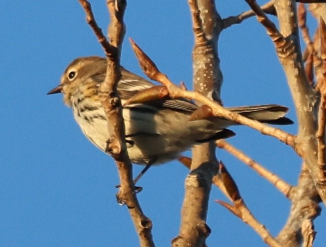 Yellow-rumped Warbler - ML647490752