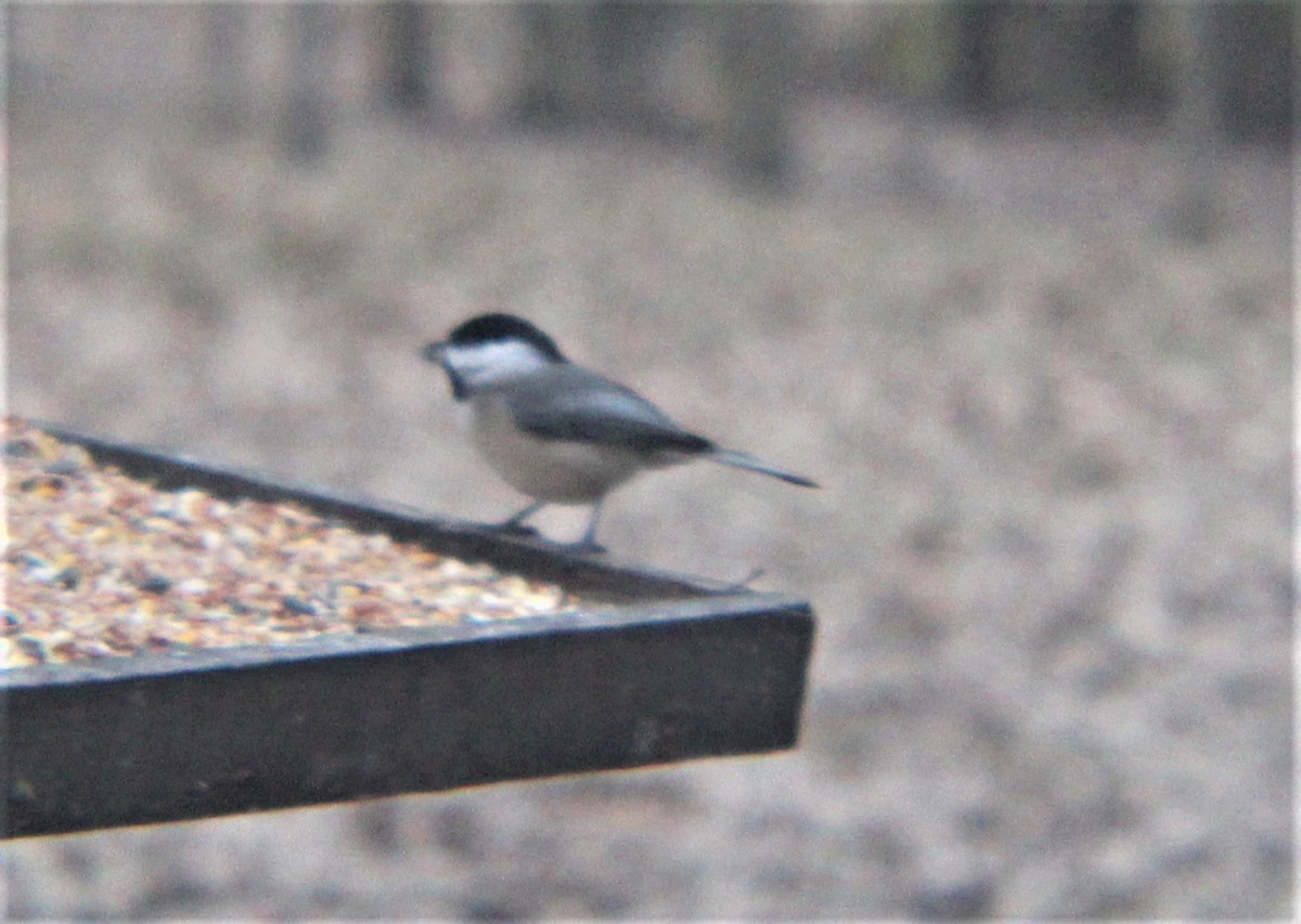 Carolina Chickadee - ML647490753