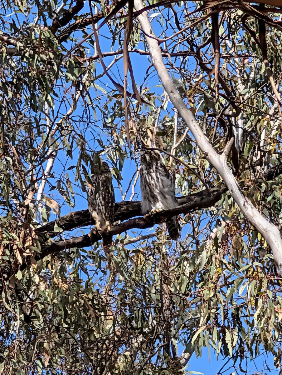 bjeffeugle - ML647490754