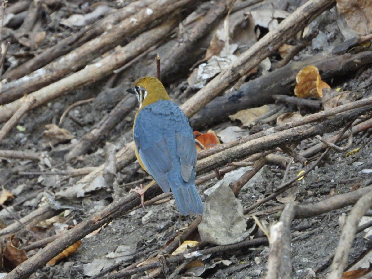 ravtrost - ML647490755