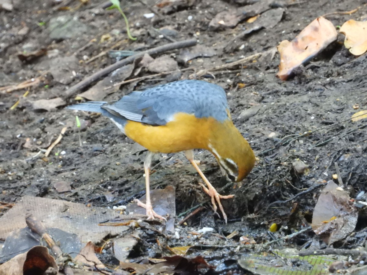 ravtrost - ML647490756