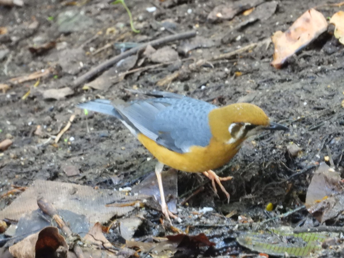 ravtrost - ML647490757