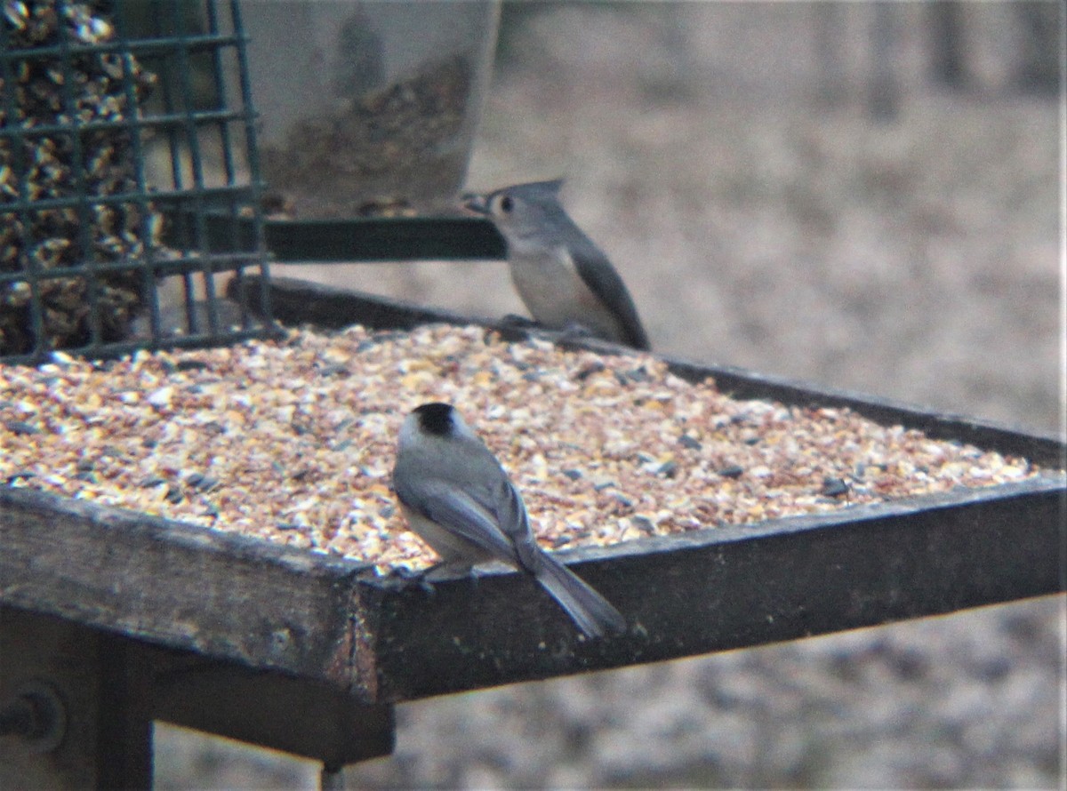 karolinameis - ML647490758