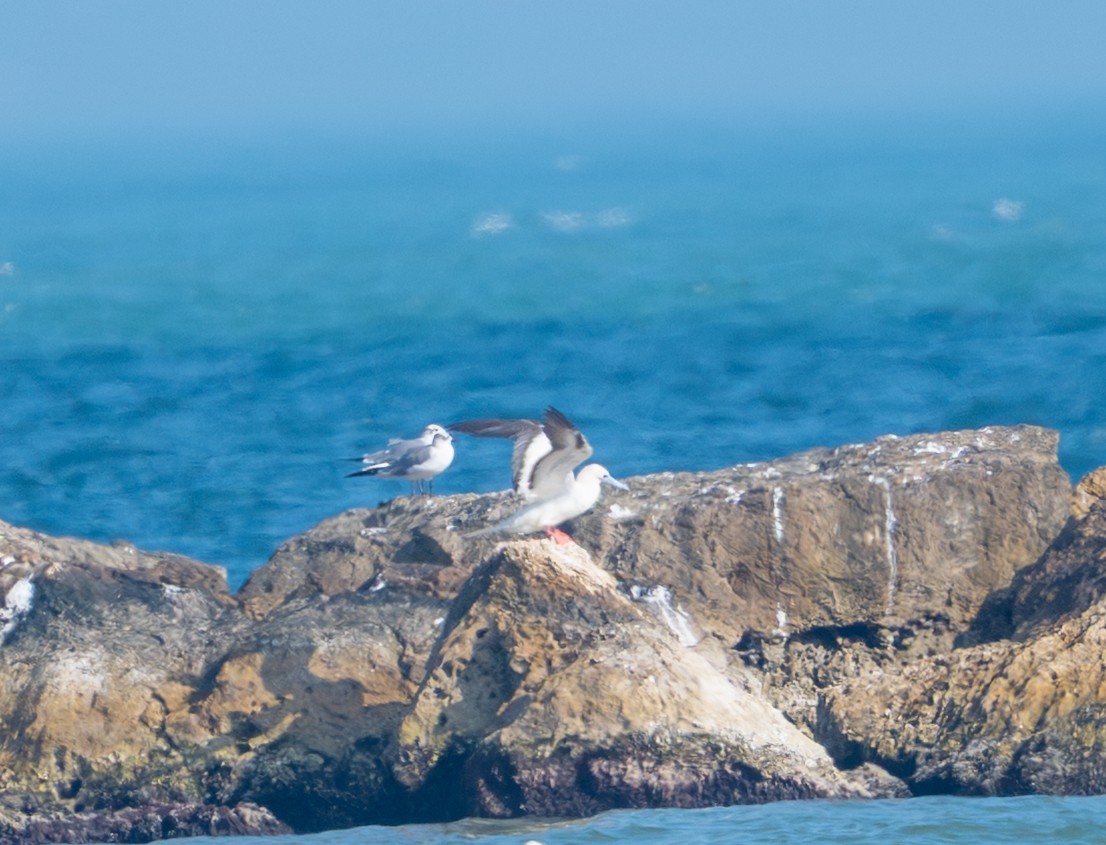 rødfotsule - ML647490759