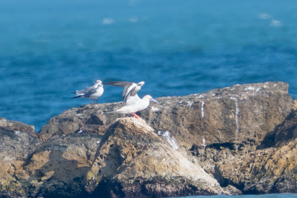 rødfotsule - ML647490760