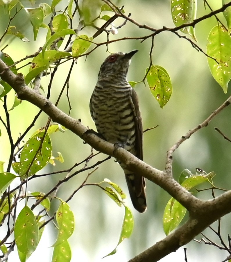 pygmégjøk - ML647490761