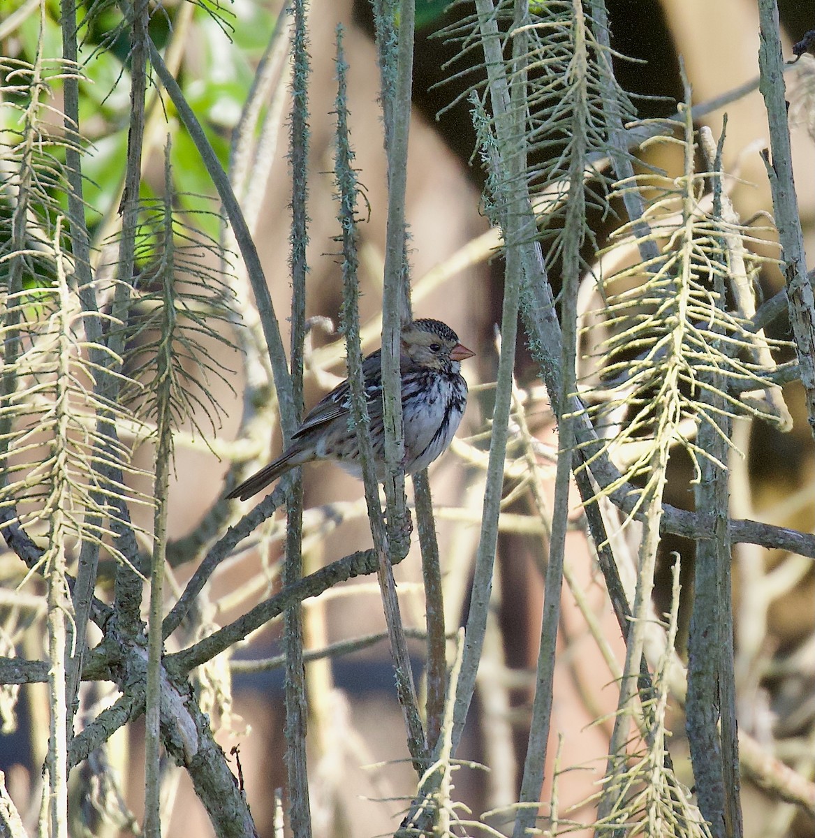 granspurv - ML647490763