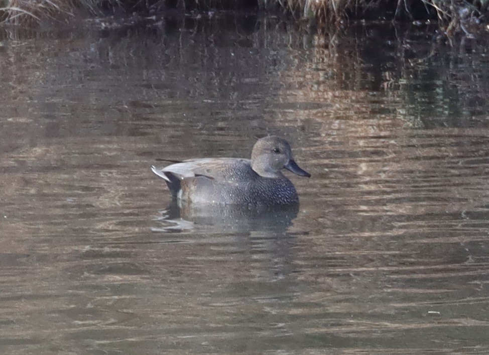 snadderand - ML647490764