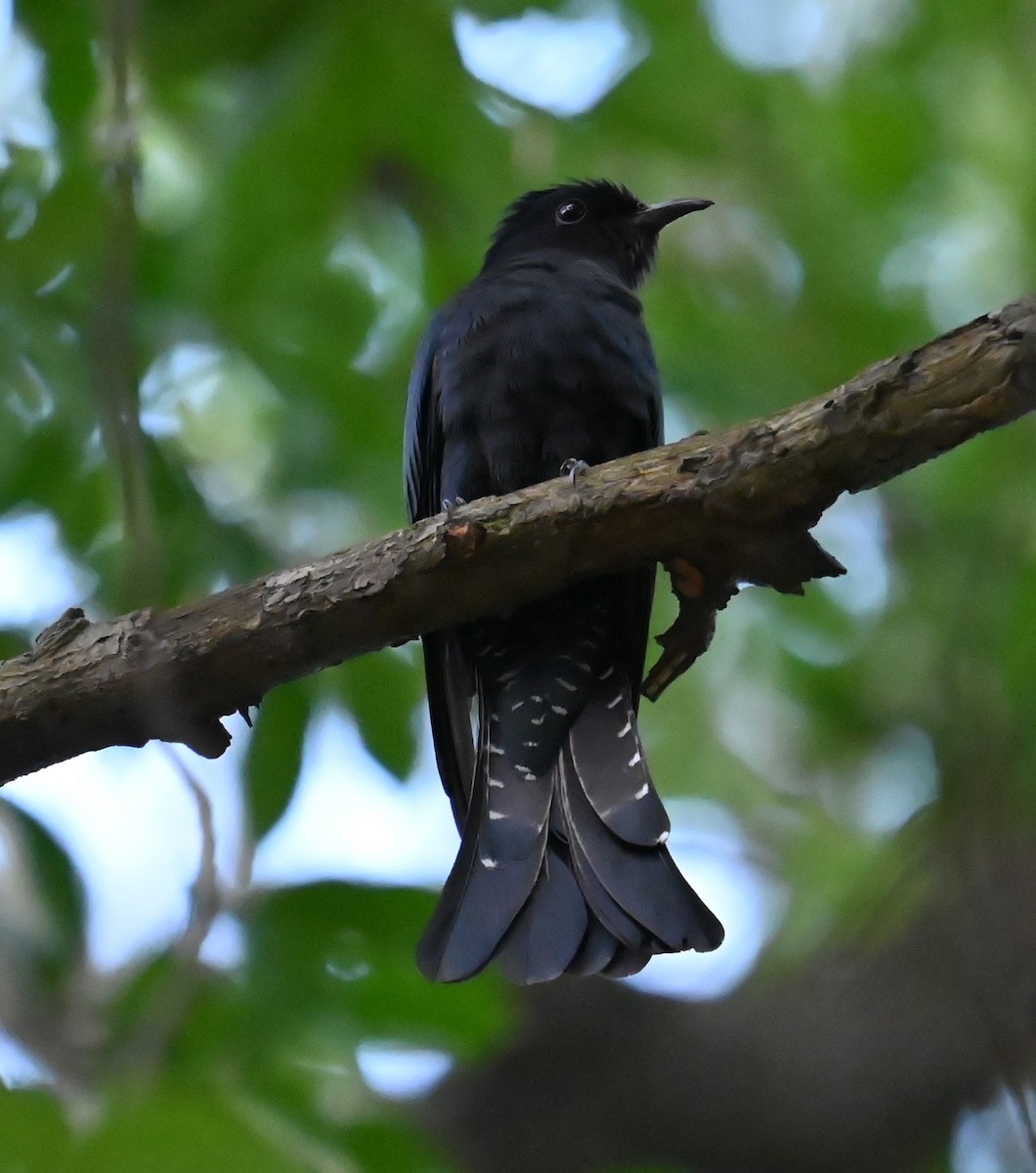 glansdrongogjøk - ML647490765