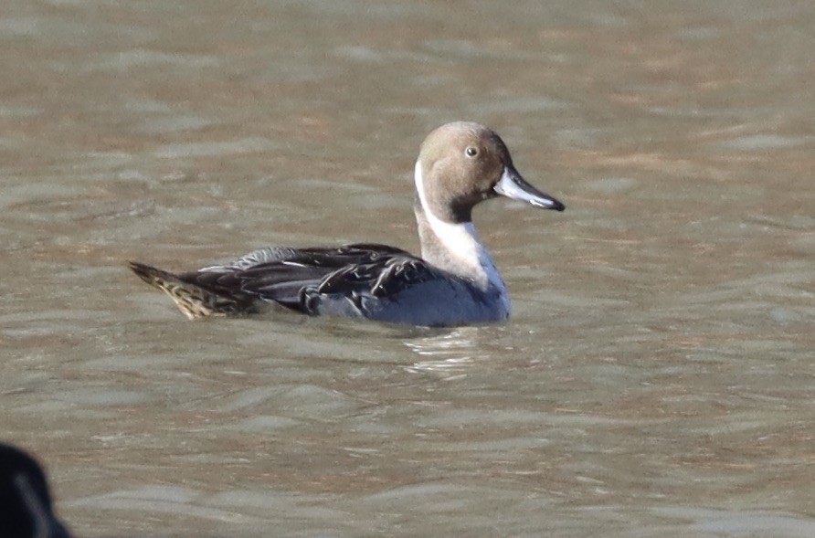 stjertand - ML647490766