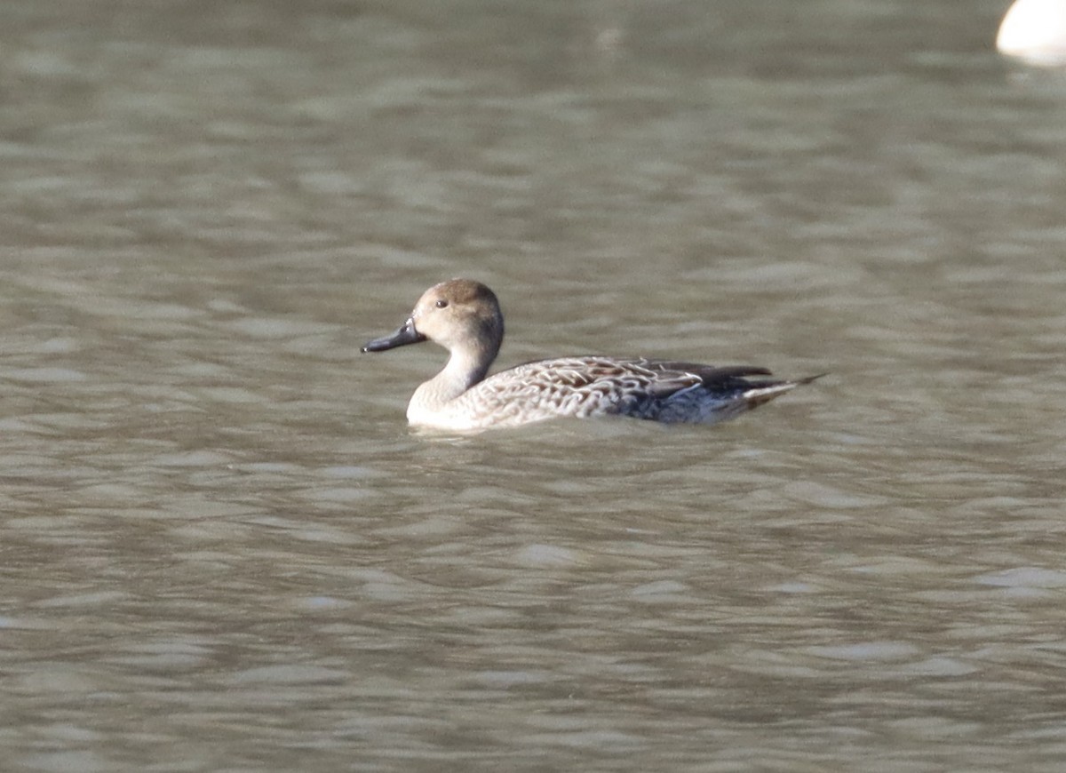 stjertand - ML647490767