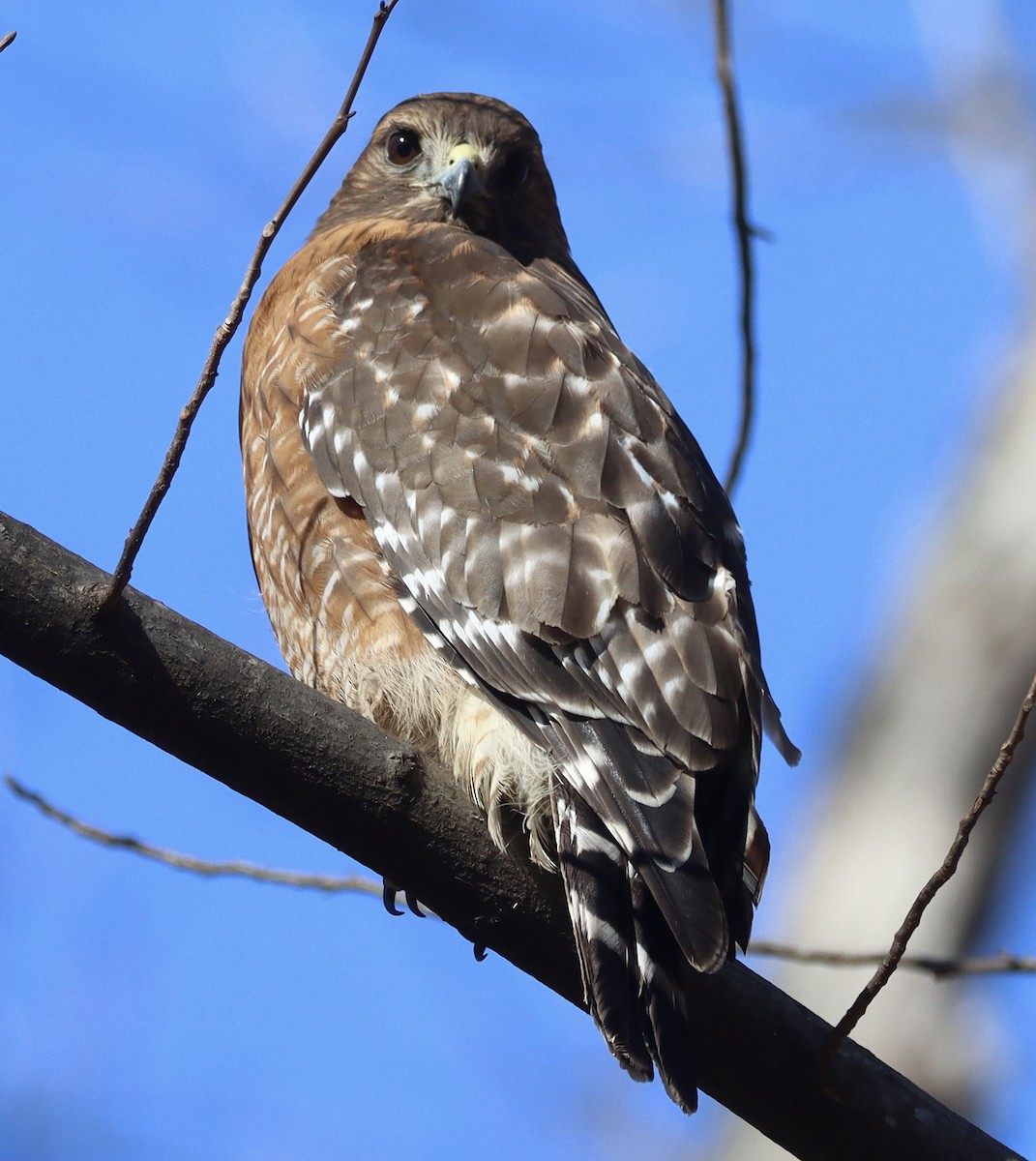 rødvingevåk - ML647490769