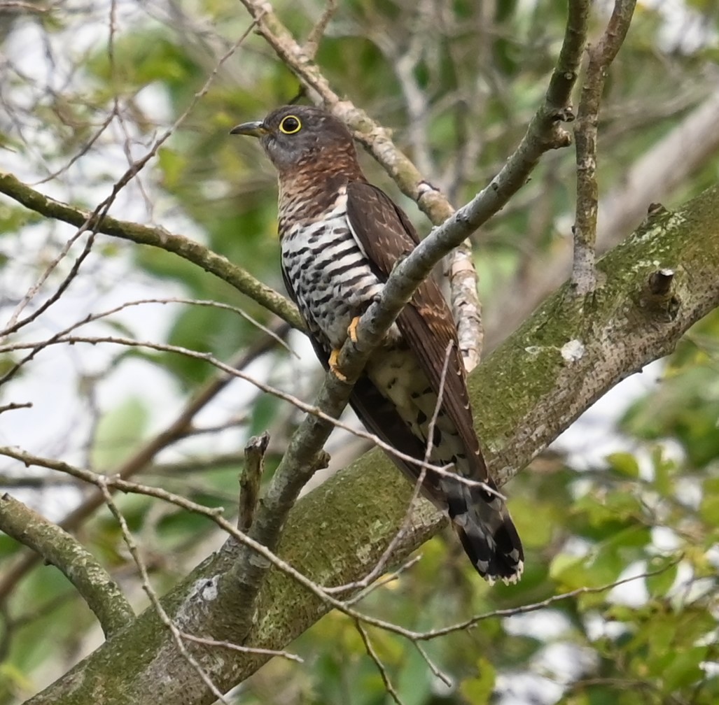 asiagjøk - ML647490771