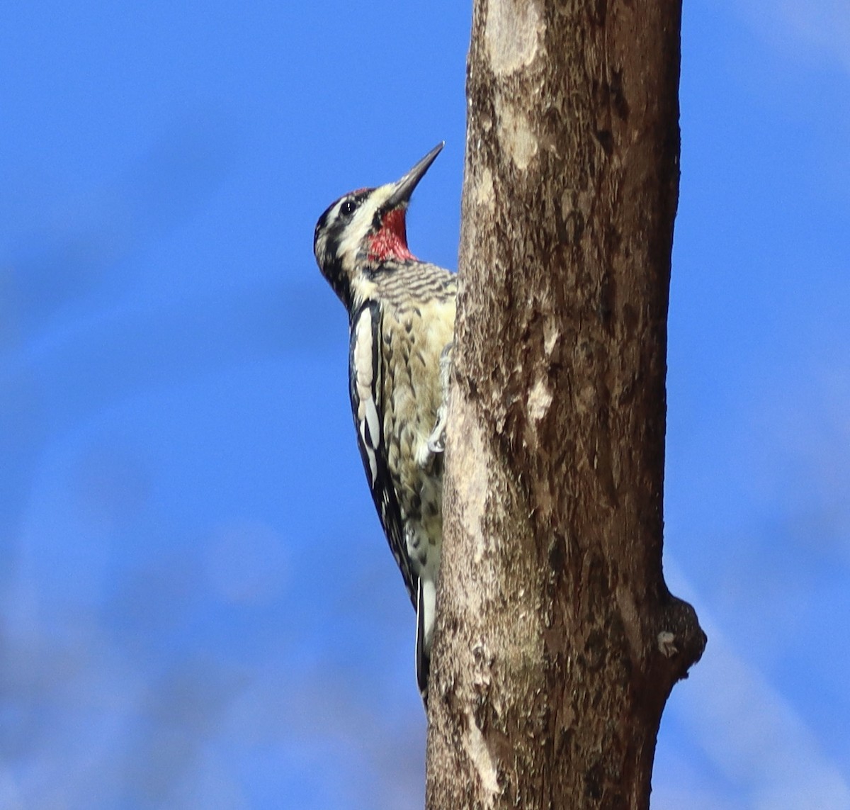 kanadasevjespett - ML647490772