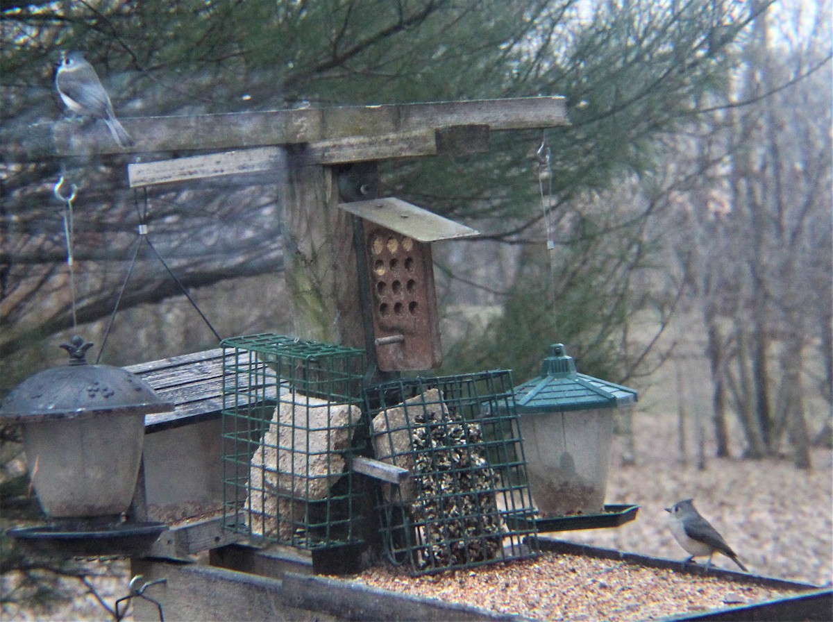 gråduskmeis - ML647490774