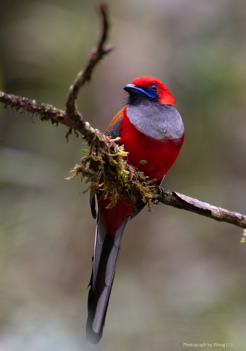 rødhettetrogon - ML647490775