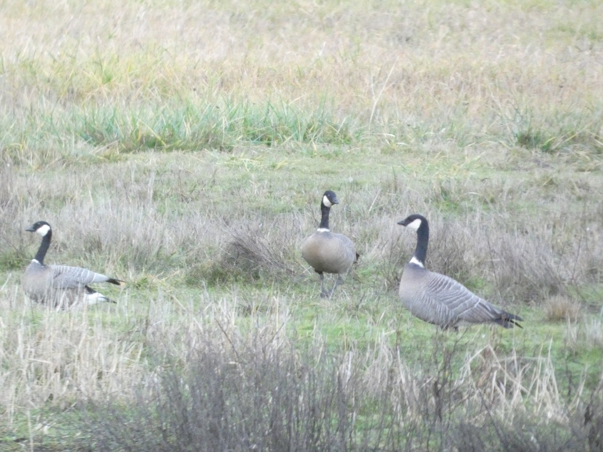 polargås - ML647490776