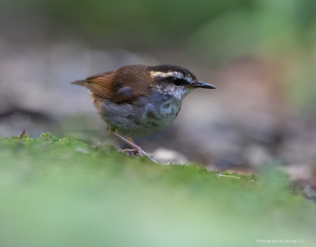 borneostubbstjert - ML647490777