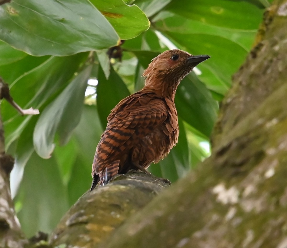 maurspett - ML647490778