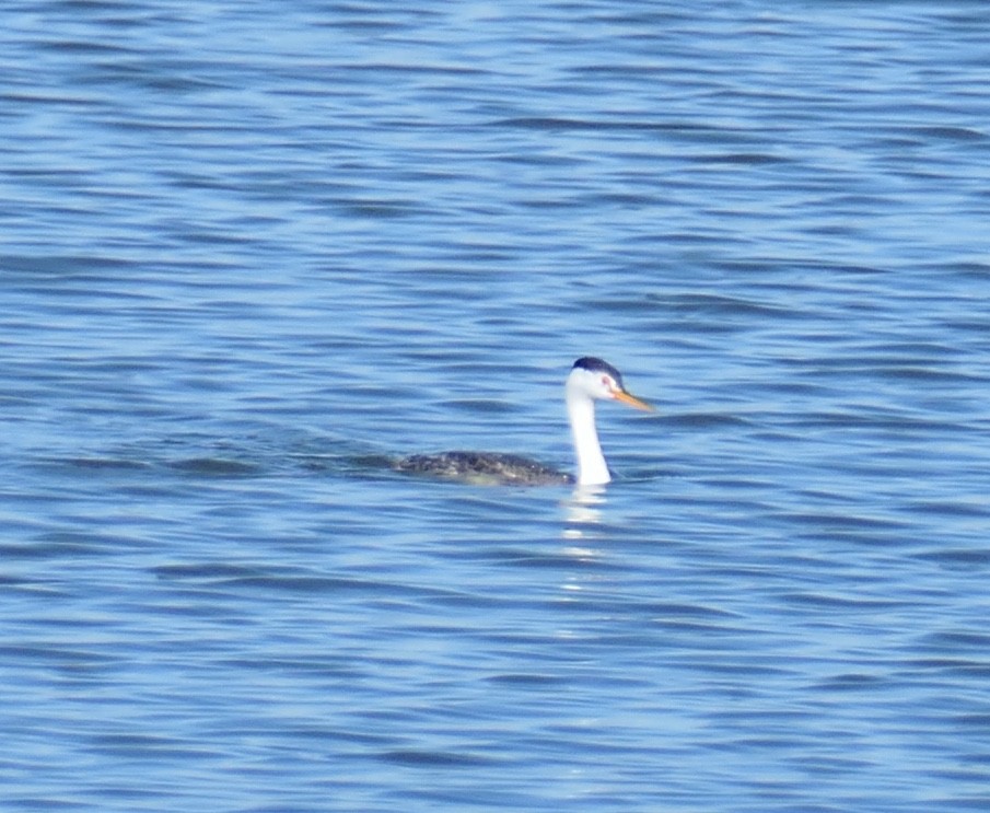 gulnebbdykker - ML647490779