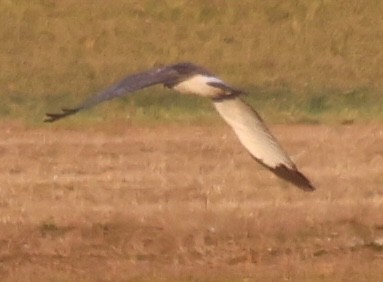 mørkmyrhauk - ML647490780