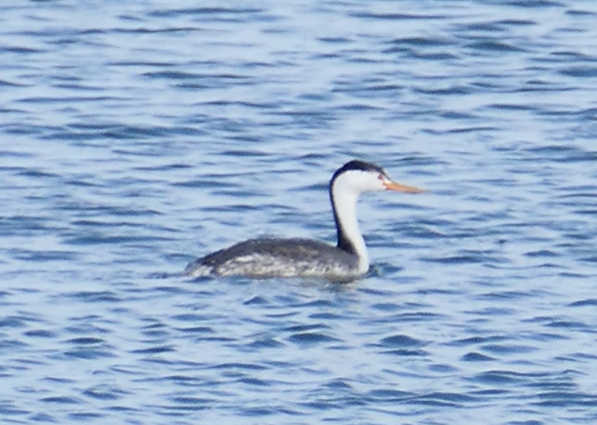 gulnebbdykker - ML647490781