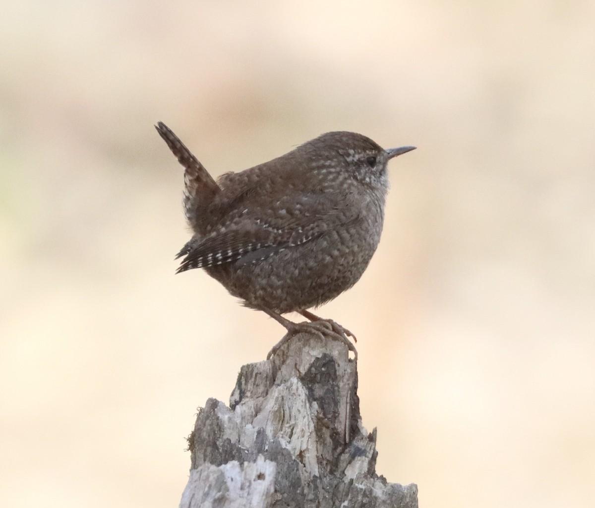 vintersmett - ML647490782