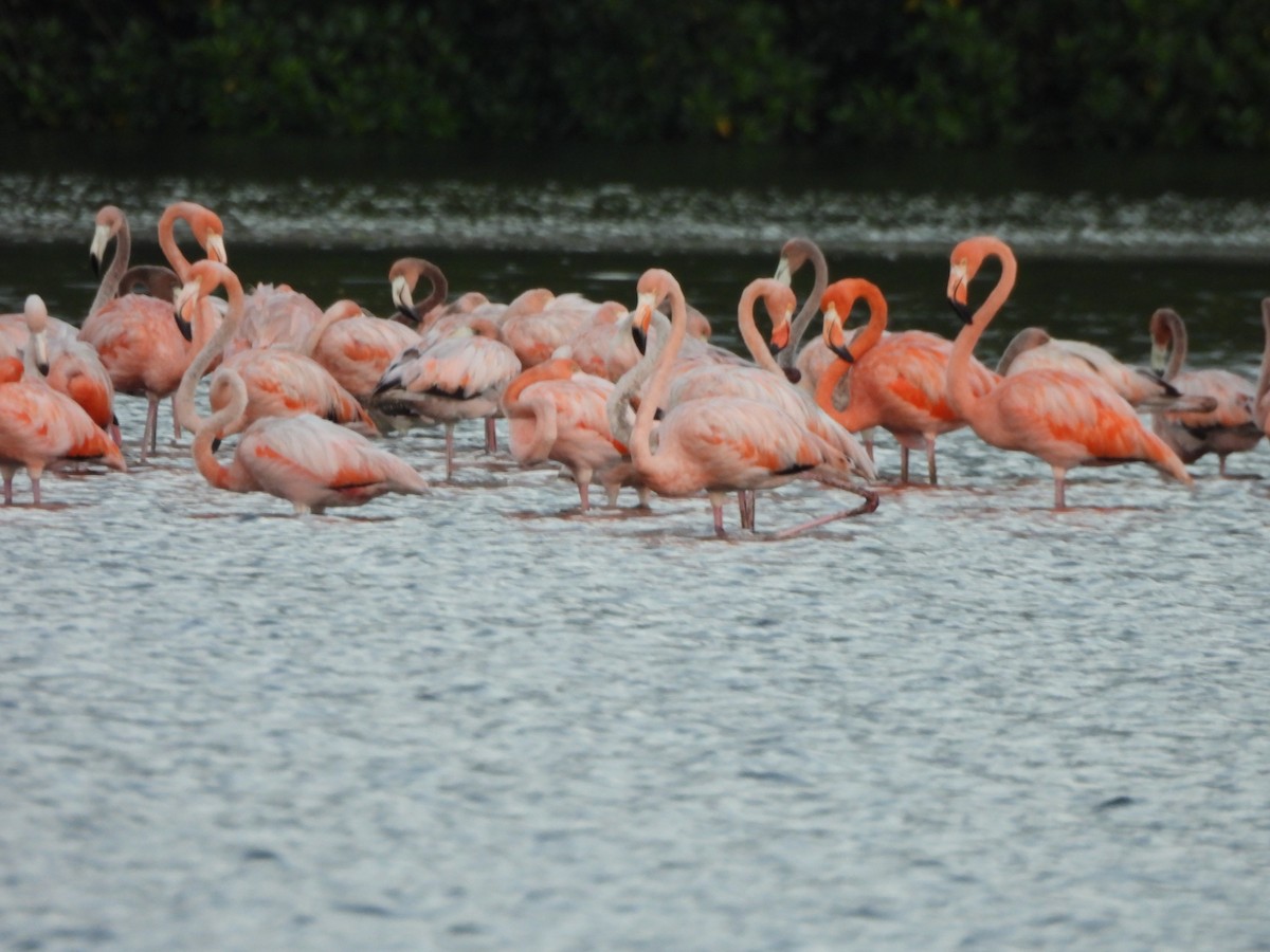 rødflamingo - ML647490783