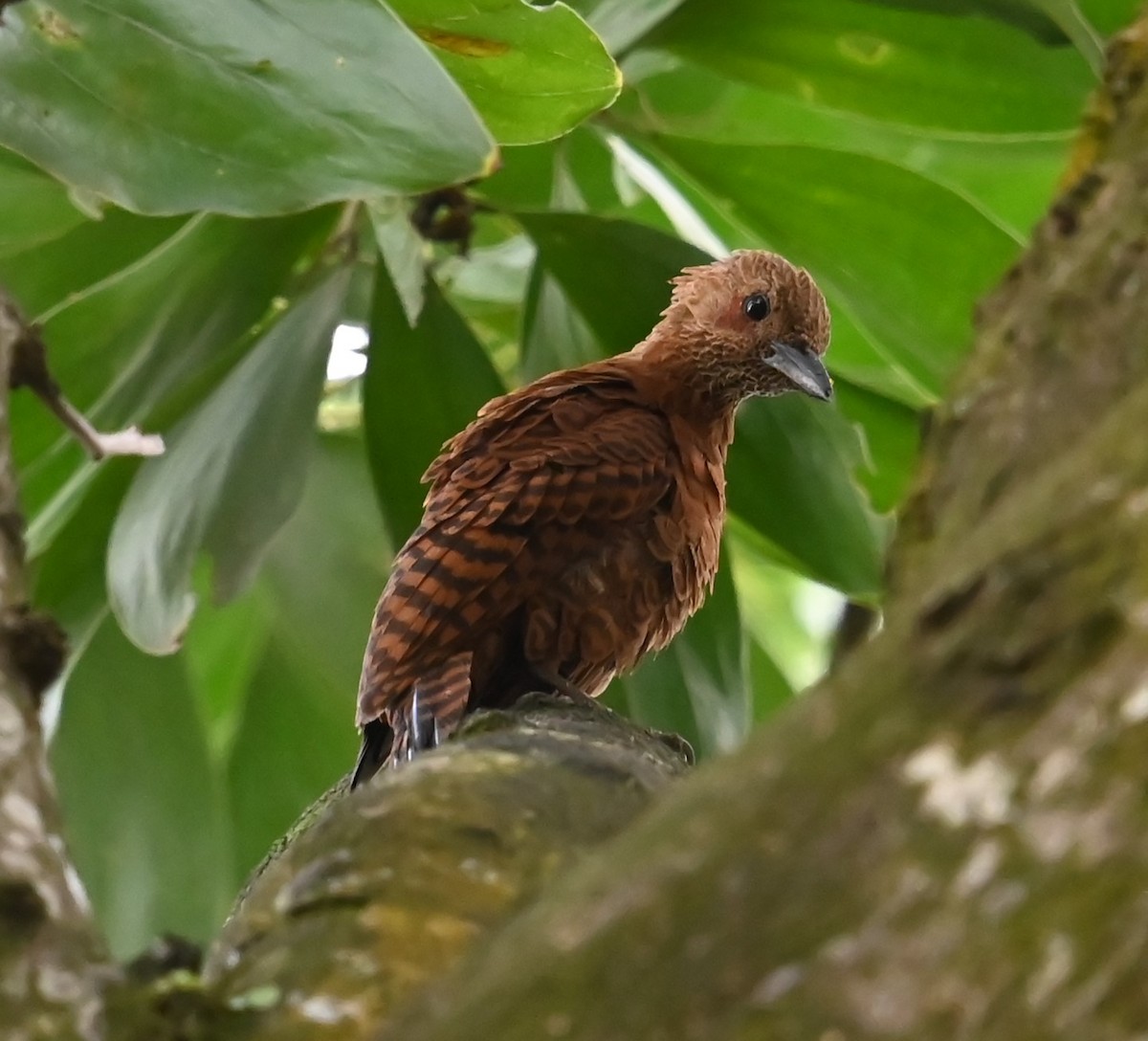 Rufous Woodpecker - ML647490786