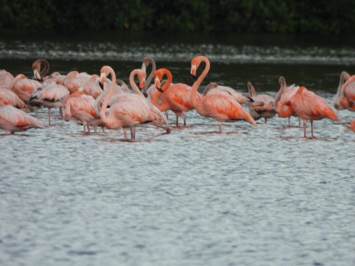 American Flamingo - ML647490787