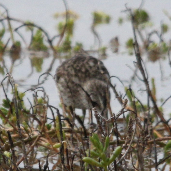 Solitary Sandpiper - ML647490792