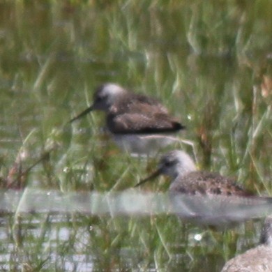 Solitary Sandpiper - ML647490798