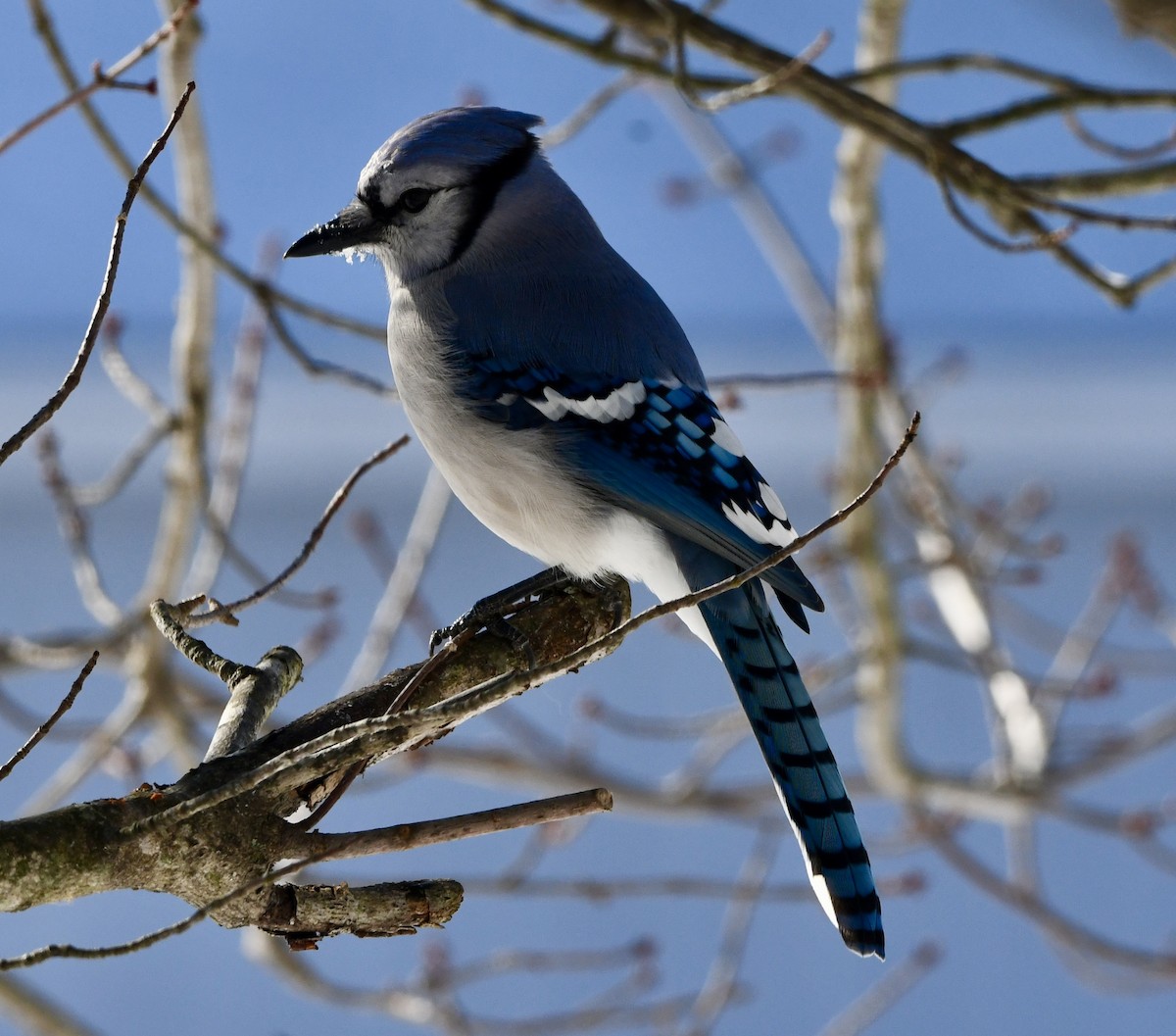 Blue Jay - ML647490804