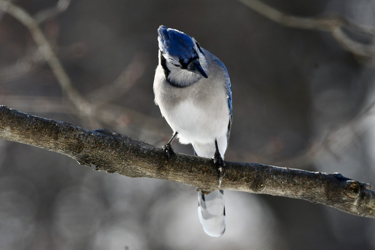 Blue Jay - ML647490805