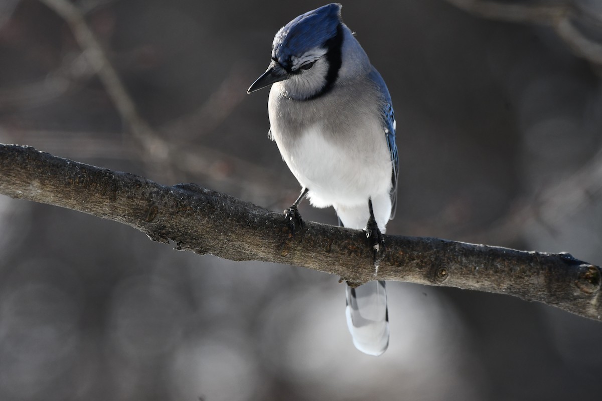 Blue Jay - ML647490806