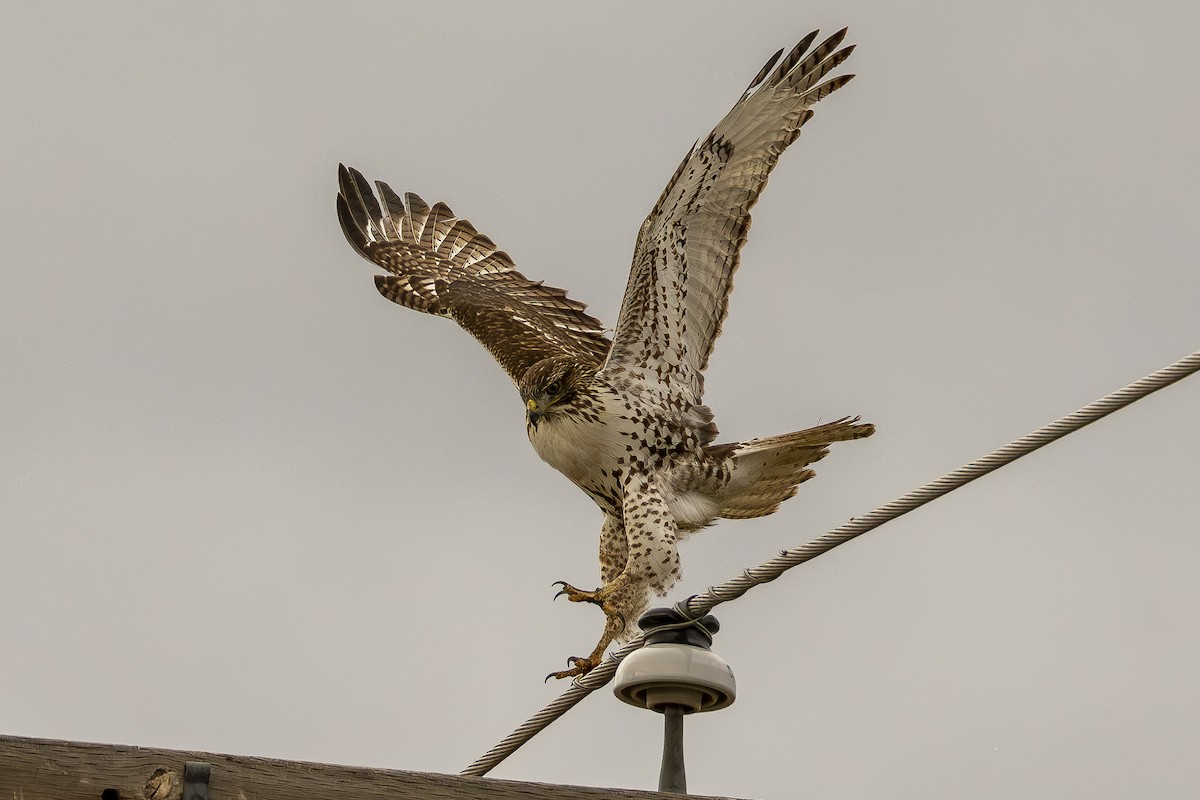 Poiana codarossa - ML647490807