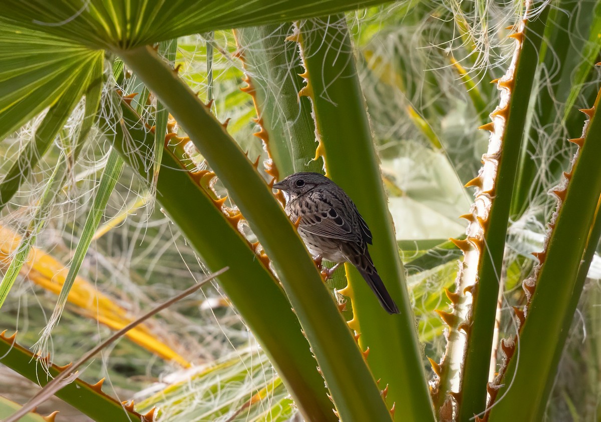 strnadec pruhohlavý - ML647490808