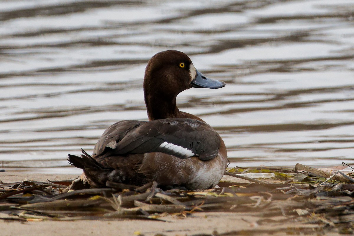 Морская чернеть - ML647490815