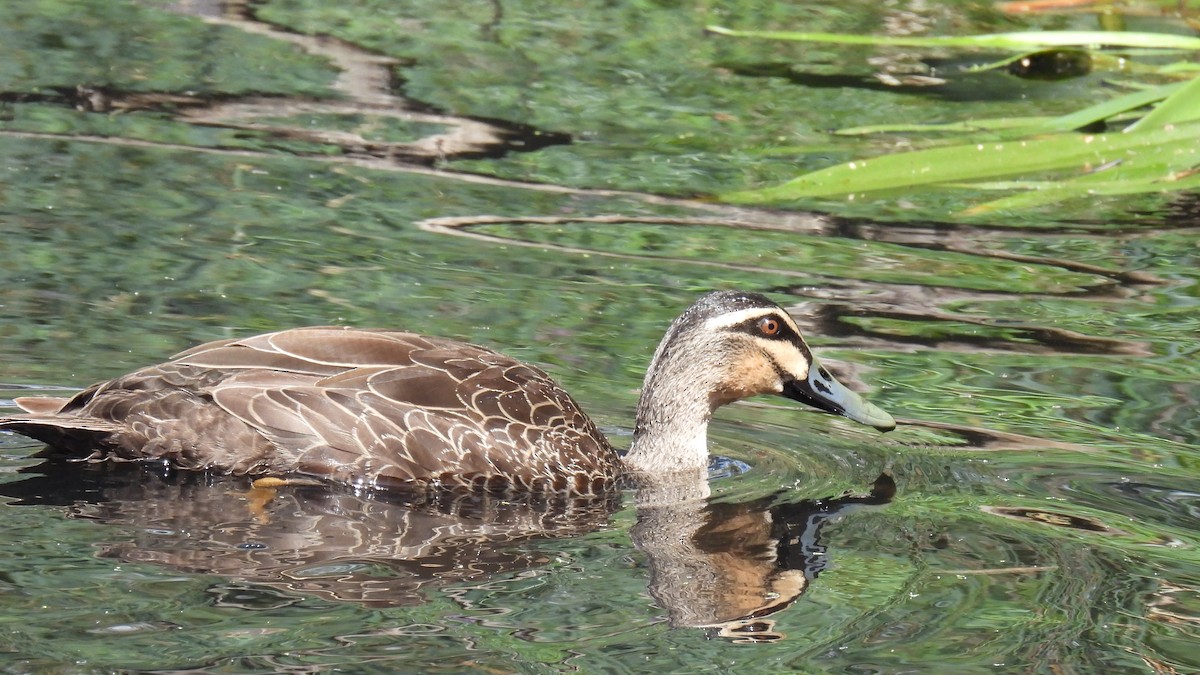 Pasifik Kara Ördeği - ML647490836