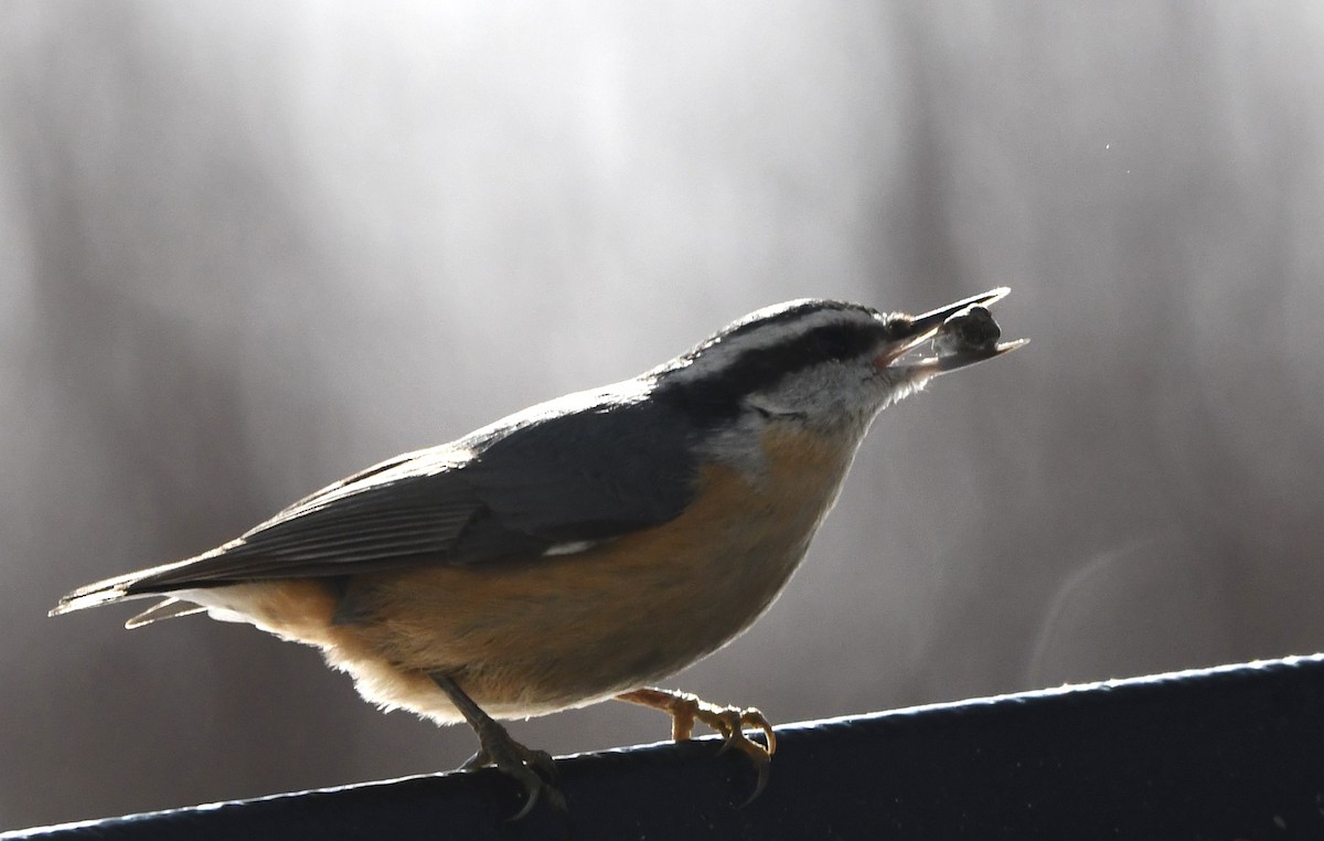 Kanada Sıvacısı - ML647490839