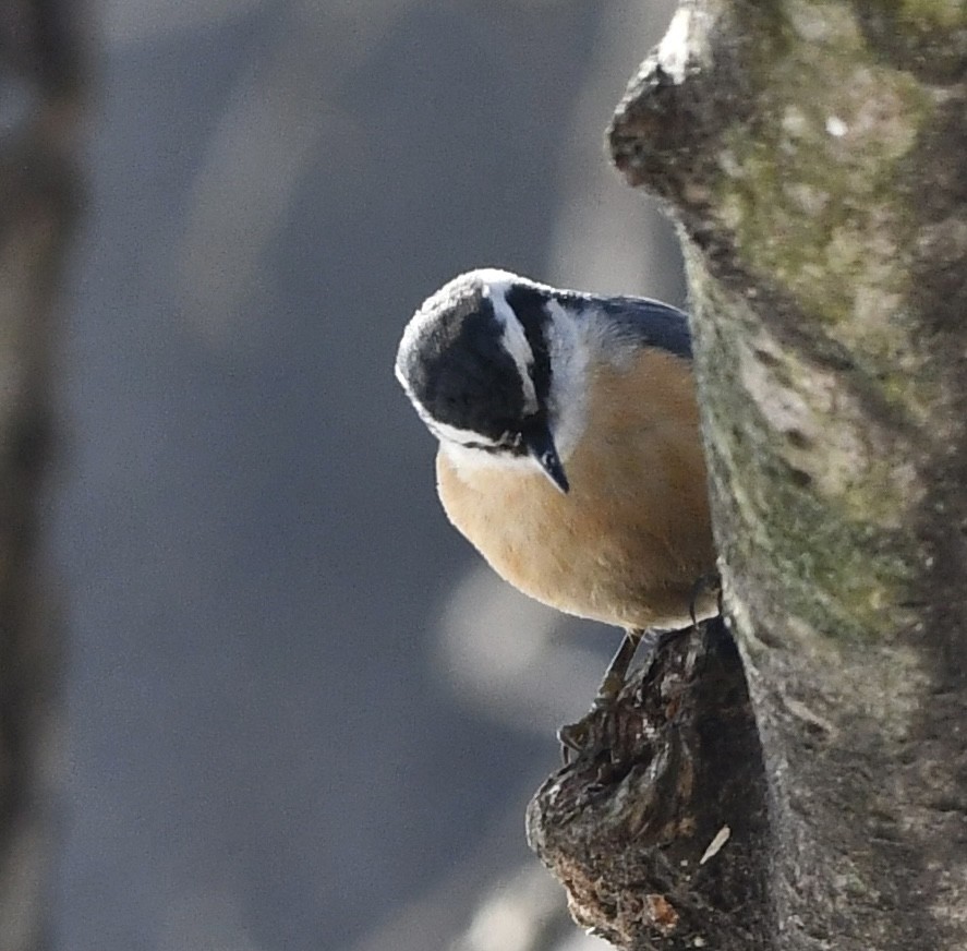 Kanada Sıvacısı - ML647490840